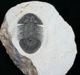 Very Bumpy Platyscutellum Trilobite - Axial Spines #8380-1